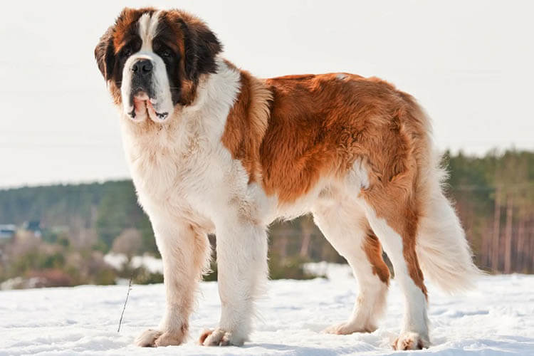 Saint Bernard